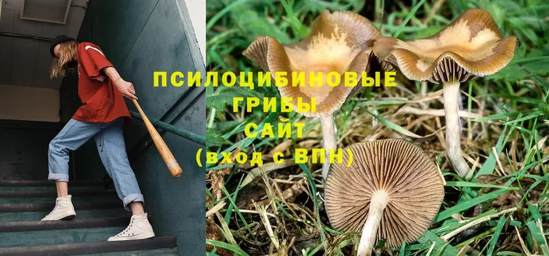 Псилоцибиновые грибы Psilocybine cubensis  Мамоново 